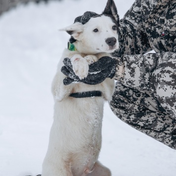 Собаки в добрые руки - Щенок - 3