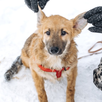 Пьерик - Собаки в добрые руки