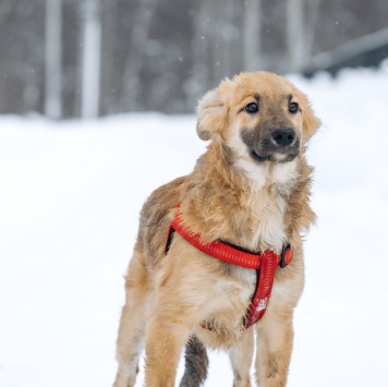 Собаки в добрые руки - Пьерик - 1