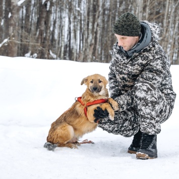 Собаки в добрые руки - Пьерик - 2