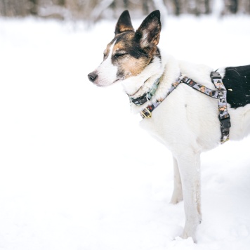 Собаки в добрые руки - Бэлла - 1