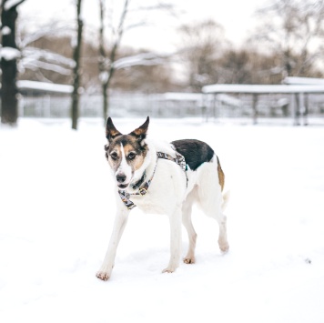 Собаки в добрые руки - Бэлла - 2