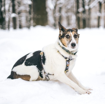 Собаки в добрые руки - Бэлла - 3