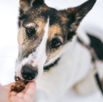 Собаки в добрые руки - Бэлла - 4