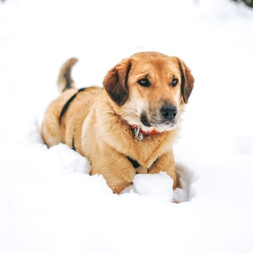 Тесса - Собаки в добрые руки