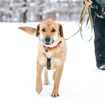 Собаки в добрые руки - Тесса - 1
