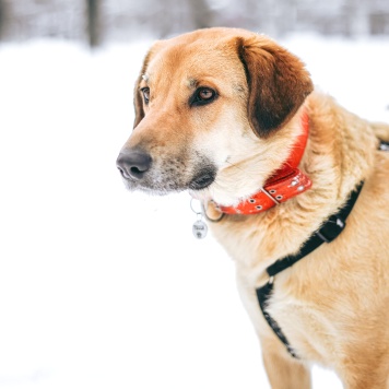 Собаки в добрые руки - Тесса - 2