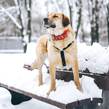 Собаки в добрые руки - Тесса - 3