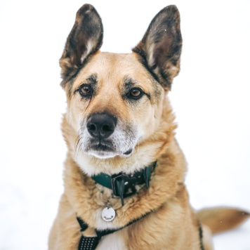 Собаки в добрые руки - Рольф