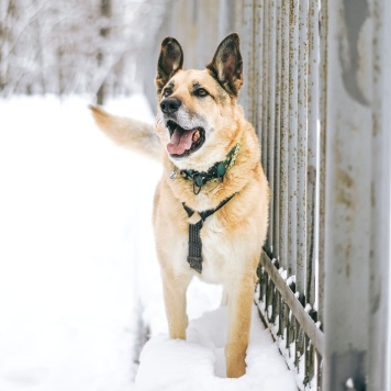 Собаки в добрые руки - Рольф - 1