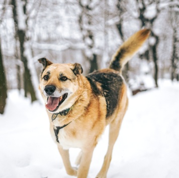Собаки в добрые руки - Рольф - 2