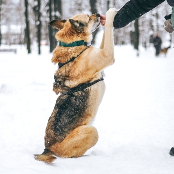 Собаки в добрые руки - Рольф - 4