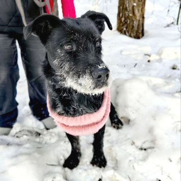 Собаки в добрые руки - Багги - 1