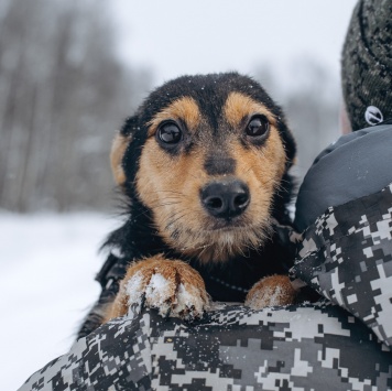 Мышка - Собаки в добрые руки