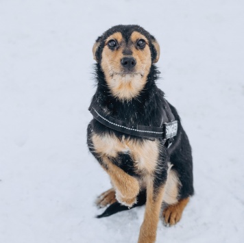 Собаки в добрые руки - Мышка - 2