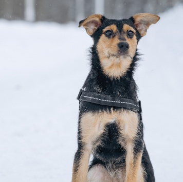 Собаки в добрые руки - Мышка - 3