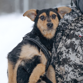 Собаки в добрые руки - Мышка - 4