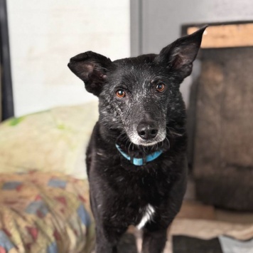 Собаки в добрые руки - Чарли