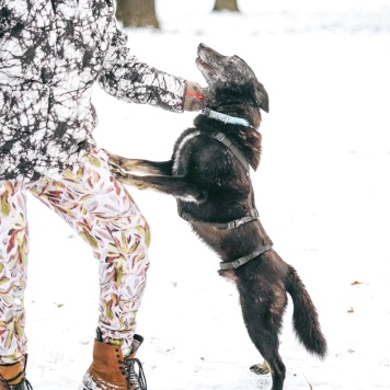 Собаки в добрые руки - Чарли - 2