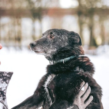 Собаки в добрые руки - Чарли - 3