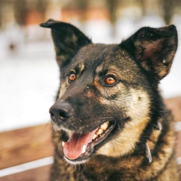 Собаки в добрые руки - Мира