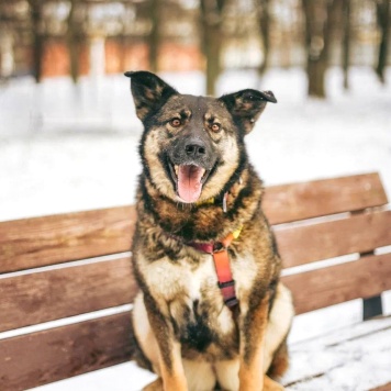 Собаки в добрые руки - Мира - 1