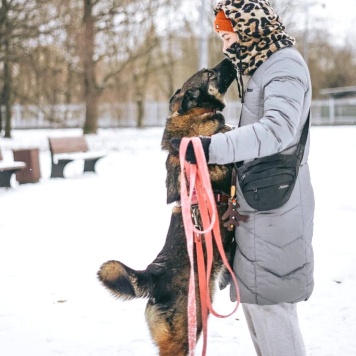 Собаки в добрые руки - Мира - 3