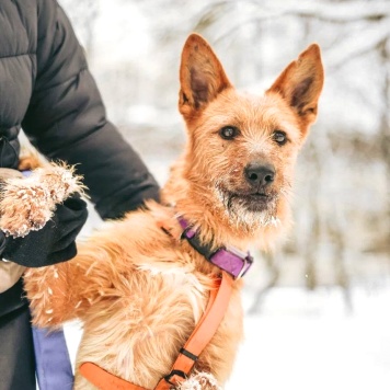 Собаки в добрые руки - БонО