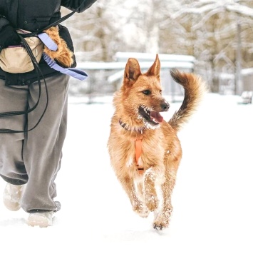 Собаки в добрые руки - БонО - 1