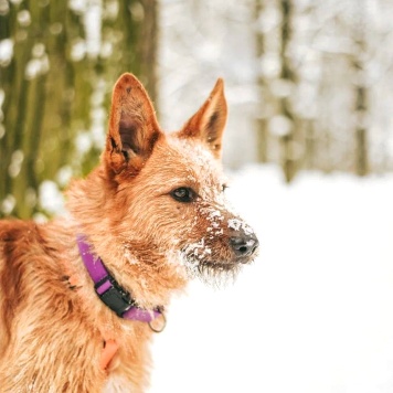 Собаки в добрые руки - БонО - 4