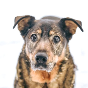 Собаки в добрые руки - Мона