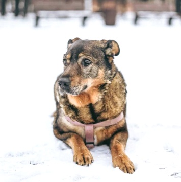 Собаки в добрые руки - Мона - 1