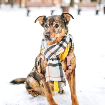 Собаки в добрые руки - Мона - 2