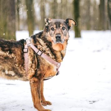 Собаки в добрые руки - Мона - 3