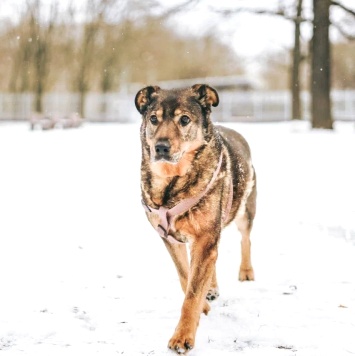 Собаки в добрые руки - Мона - 4