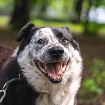 Собаки в добрые руки - Барон