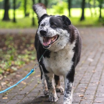 Собаки в добрые руки - Барон - 2