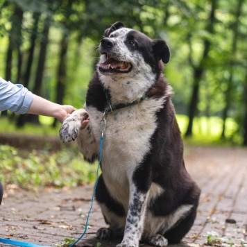 Собаки в добрые руки - Барон - 3