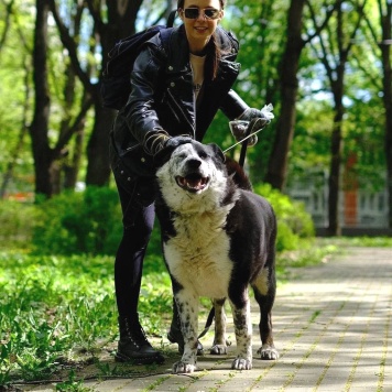 Собаки в добрые руки - Барон - 4