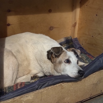 Собаки в добрые руки - Мотя - 1