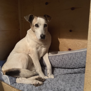 Собаки в добрые руки - Мотя - 2