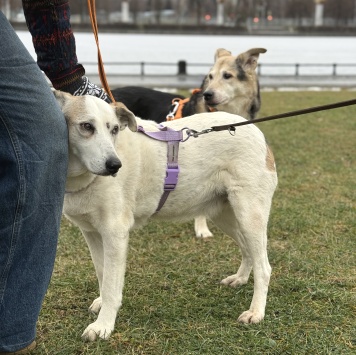 Собаки в добрые руки - Мотя - 3