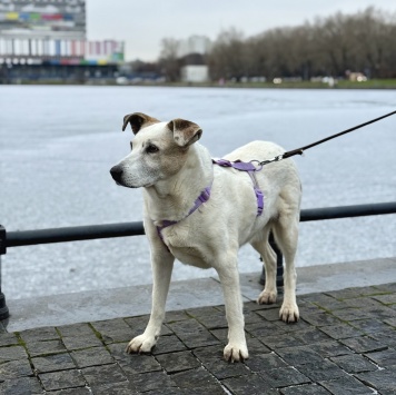 Собаки в добрые руки - Мотя - 4