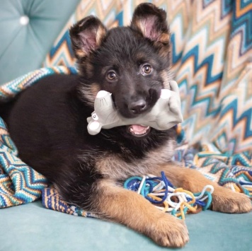 Айрис - Собаки в добрые руки