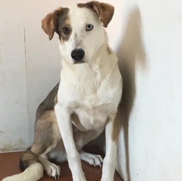 Собаки в добрые руки - Шегги