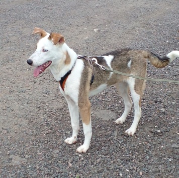 Собаки в добрые руки - Шегги - 2