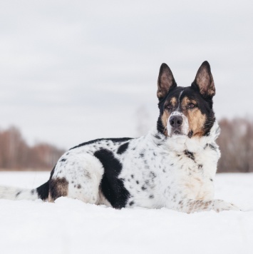 Собаки в добрые руки - Мирон - 1