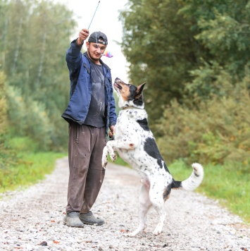 Собаки в добрые руки - Мирон - 3