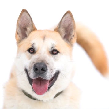 Грей - Собаки в добрые руки