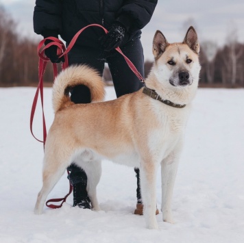 Собаки в добрые руки - Грей - 2